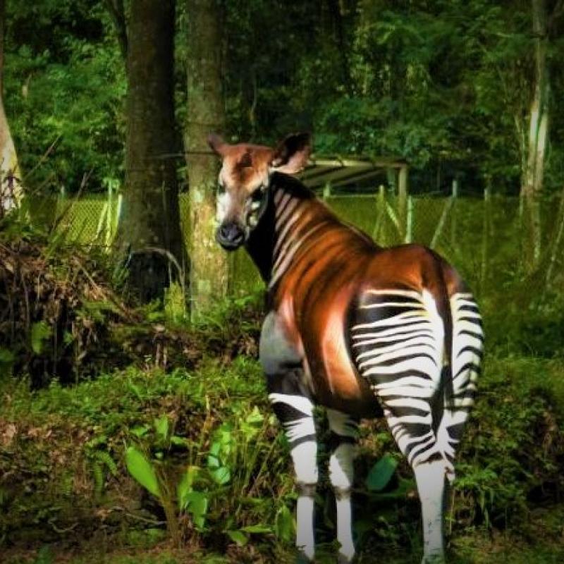 07-Okapi-Reserve-DRC.jpg