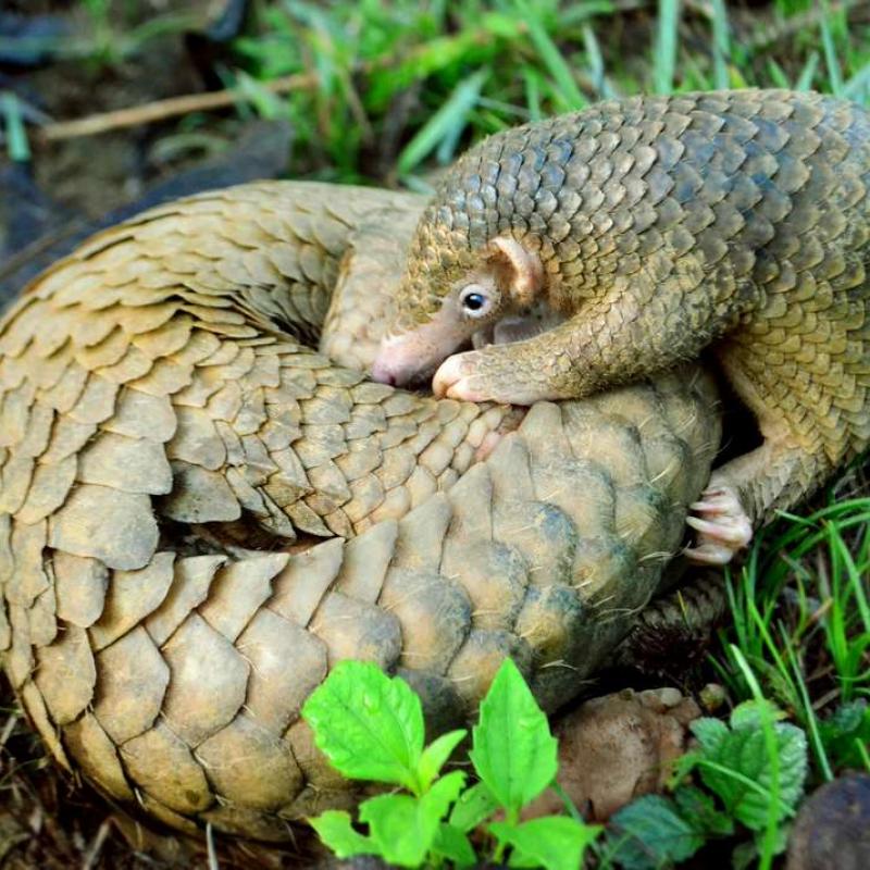4e1f7aa907_50160055_coronavirus-origine-epidemie-pangolin-3.jpg