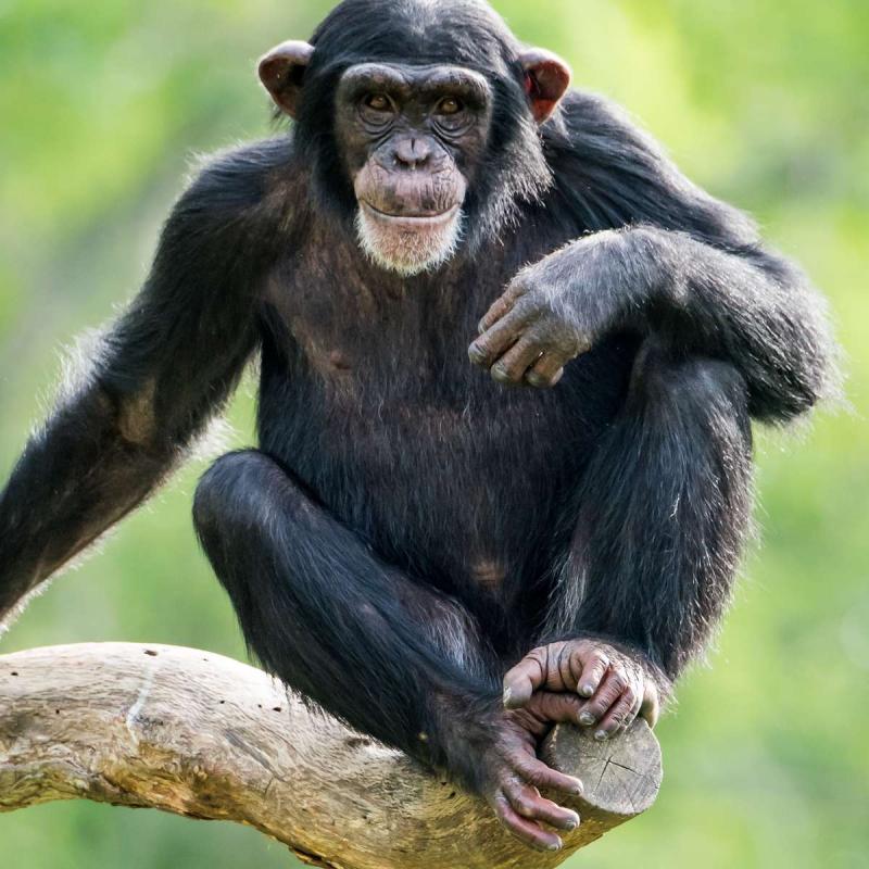 8d3e69671b_50165723_chimpanze.jpg