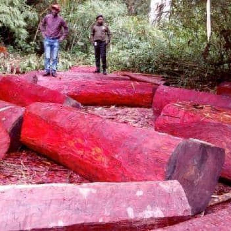 Bois-Rouge.jpg