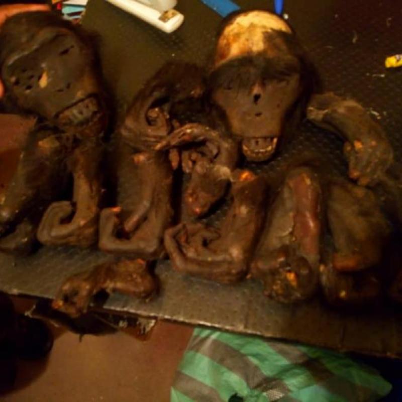Bonobo1.jpg