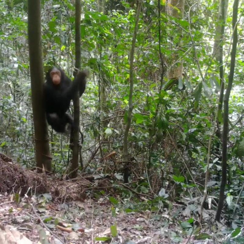 Chimpanze-blanc-1024x576-1.jpg
