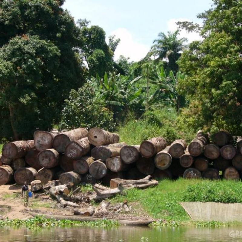 Foret.jpg