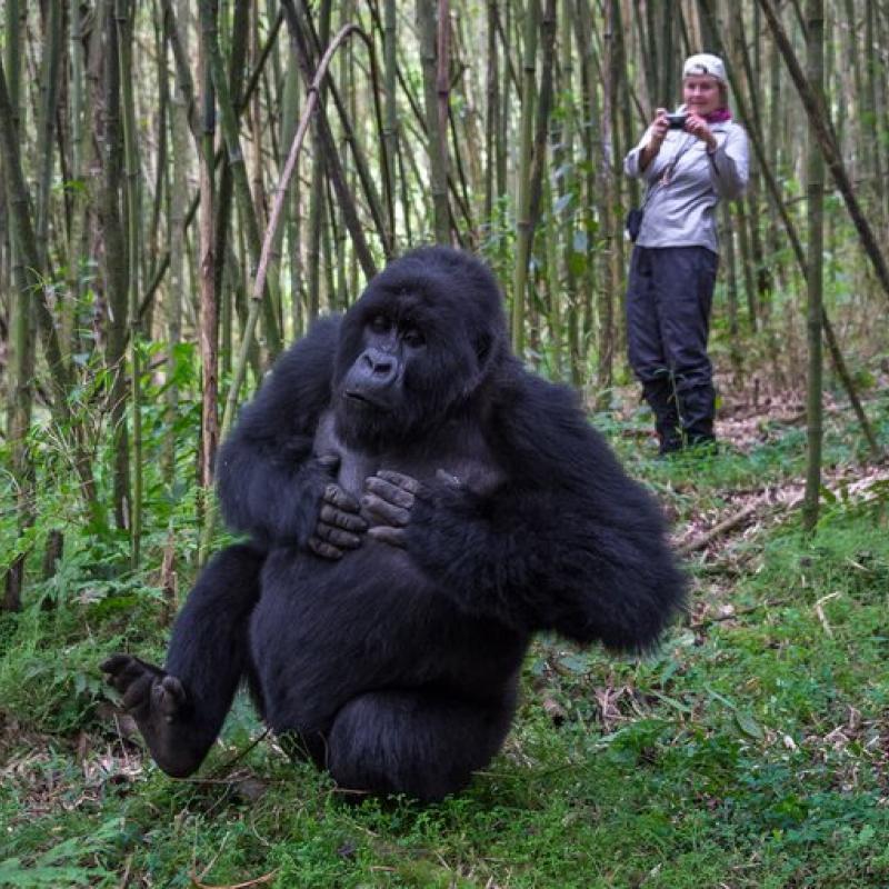 bisate-lodge-activities-gorilla-trek-01-767w.jpeg