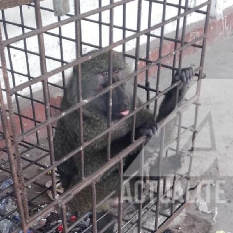 chimpanze.jpg