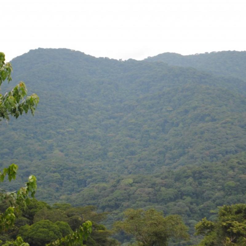 foret_d_itombwe_2_.jpg