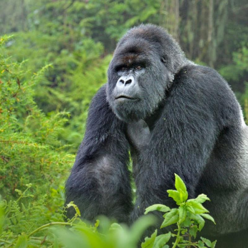 <p>Mountain gorilla (Gorilla gorilla beringei) silverback in Susa group, Parc National des Volcans, Rwanda.</p>
<p>IMPORTANT NOTE – WWF VIRUNGA CAMPAIGN 2013: This image was NOT photographed in Virunga National Park DRC, but Virunga NP is home to po