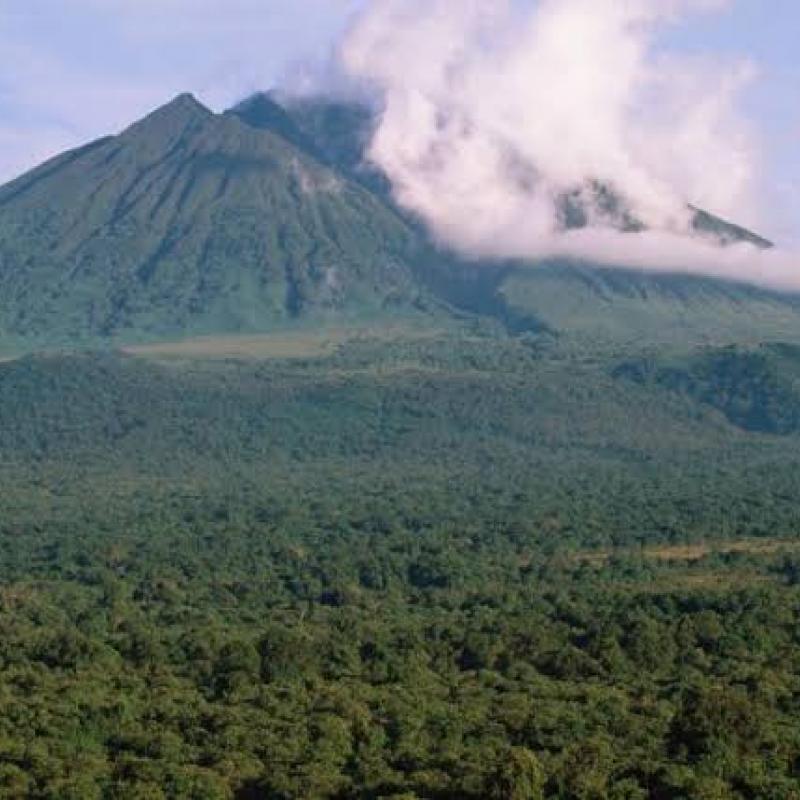 virunga.jpeg