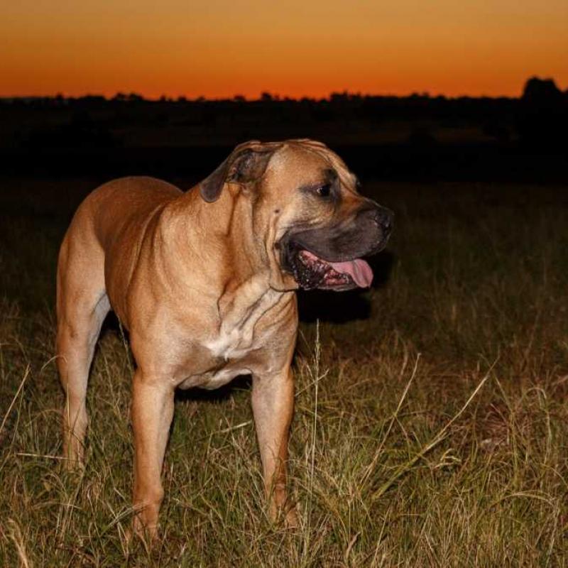 xlight-17045_3020-chien-de-race-africaine-le-boerboel.jpg
