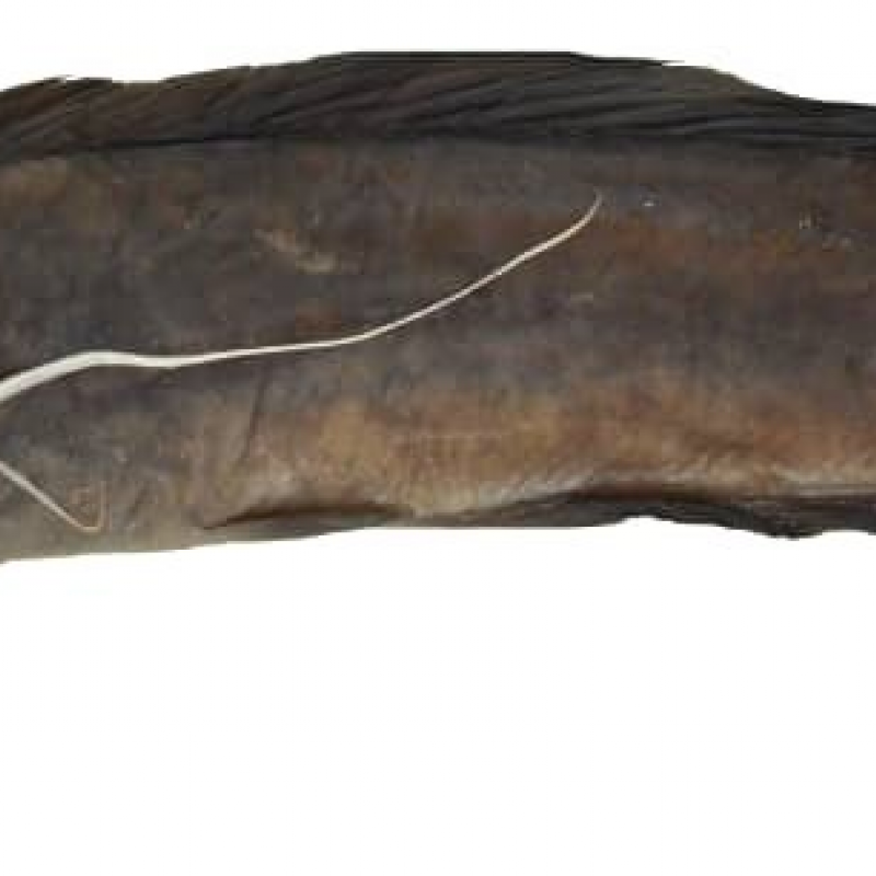 Clarias