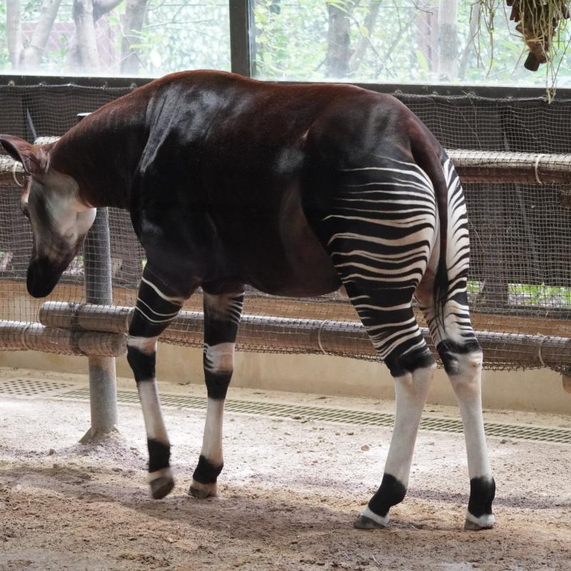 Okapi