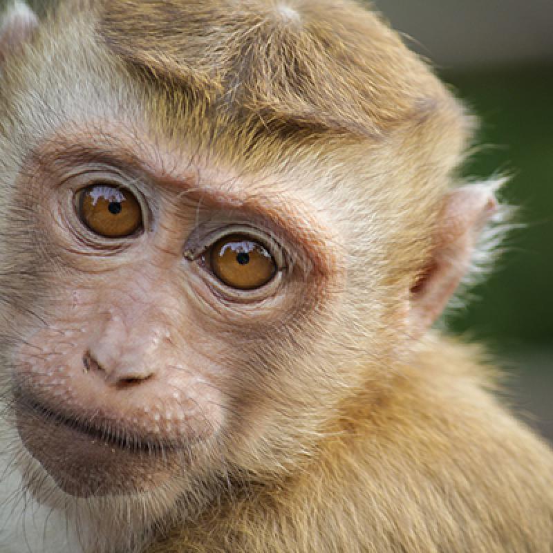 Singe