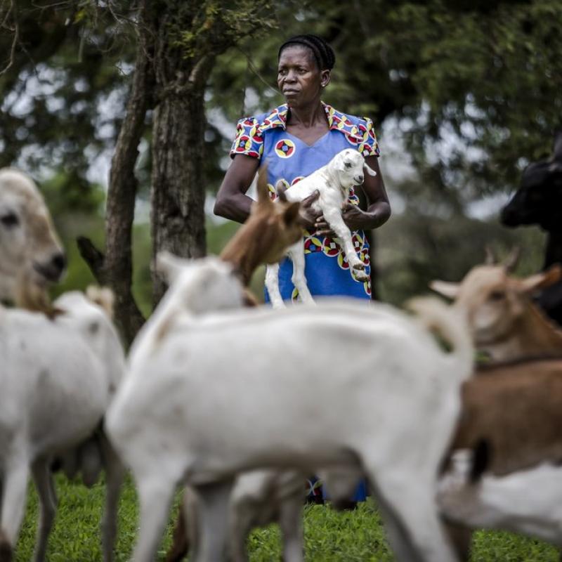 Petit ruminant