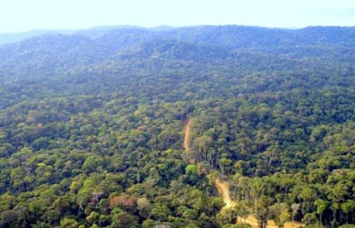 <p>Forêt du bassin du Congo. cbfp.org</p>
