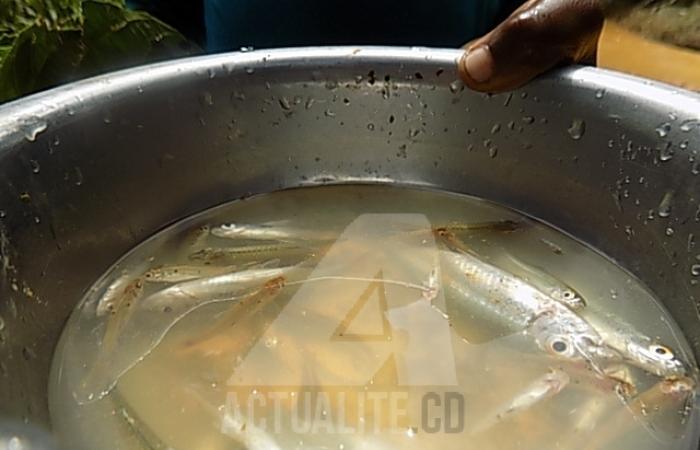 poissons.jpg