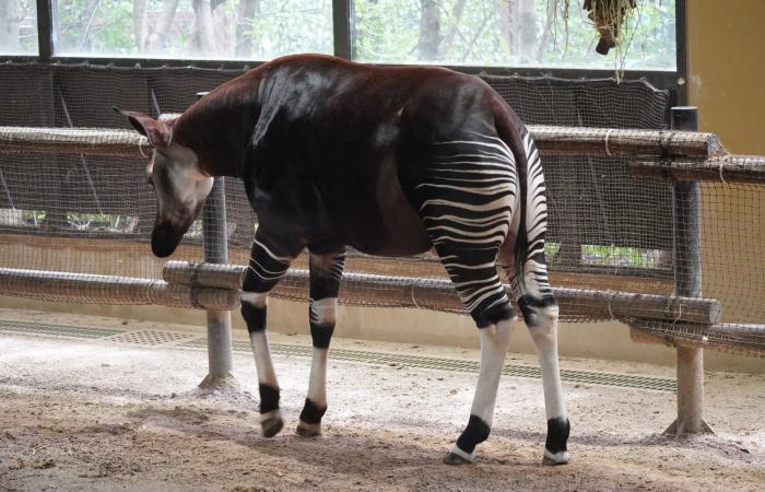 Okapi