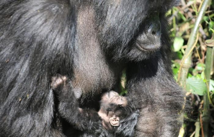 Photo d'illustration