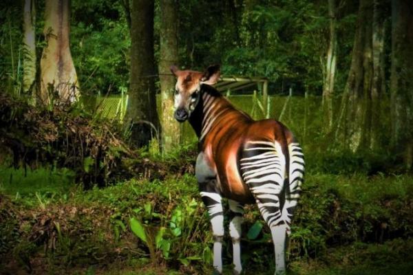 07-Okapi-Reserve-DRC.jpg