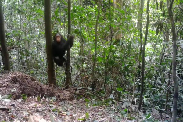 Chimpanze-blanc-1024x576-1.jpg