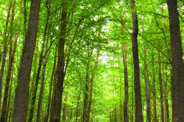 Foret-feuillus-chemin.jpg