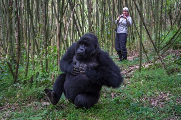 bisate-lodge-activities-gorilla-trek-01-767w.jpeg