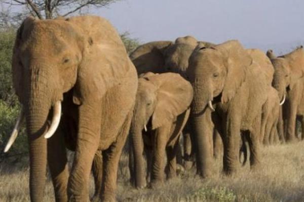 elephants_16_001_jpg_640_350_1.jpeg
