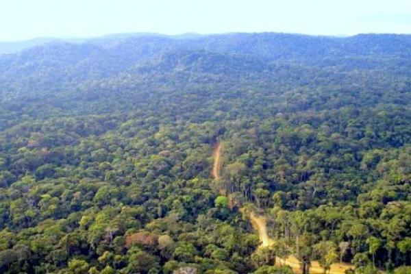 <p>Forêt du bassin du Congo. cbfp.org</p>
