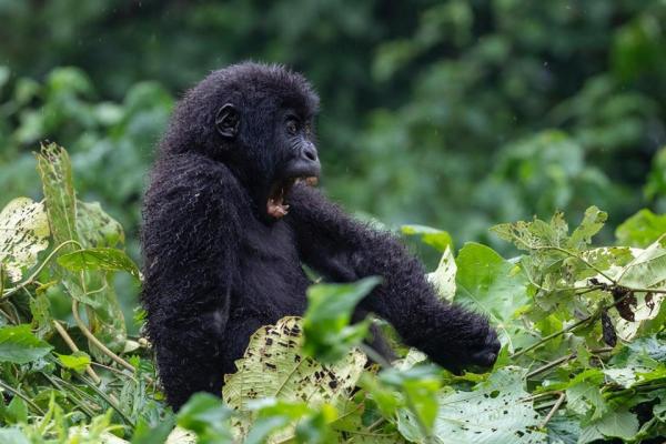 <p>Le petit Moja. Photo ICCN.</p>
