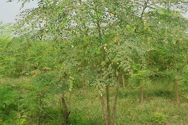 moringa.jpg
