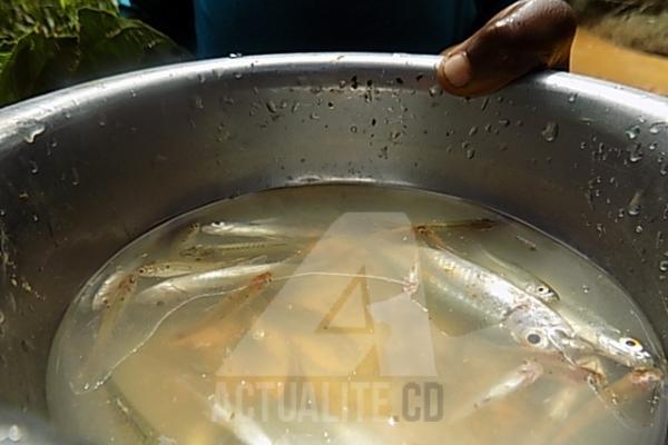 poissons.jpg