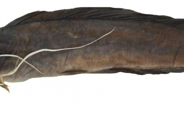 Clarias