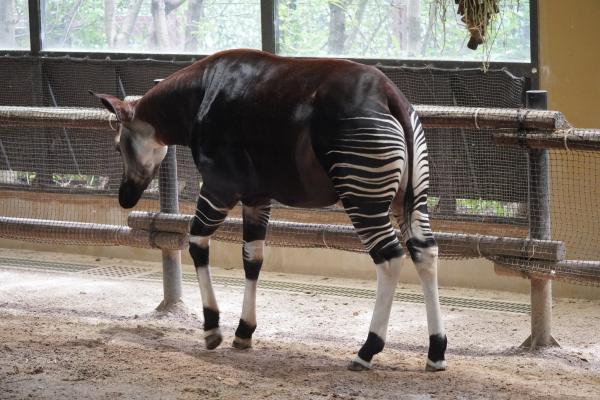 Okapi