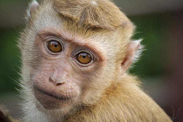 Singe