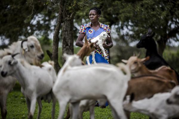 Petit ruminant